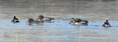 AVES INVERNANTES,  ¿O VERANEANTES?