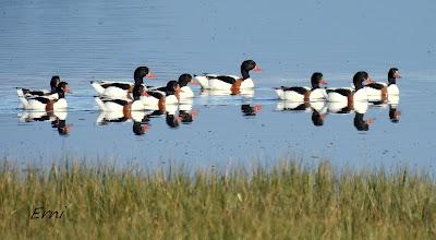 AVES INVERNANTES,  ¿O VERANEANTES?