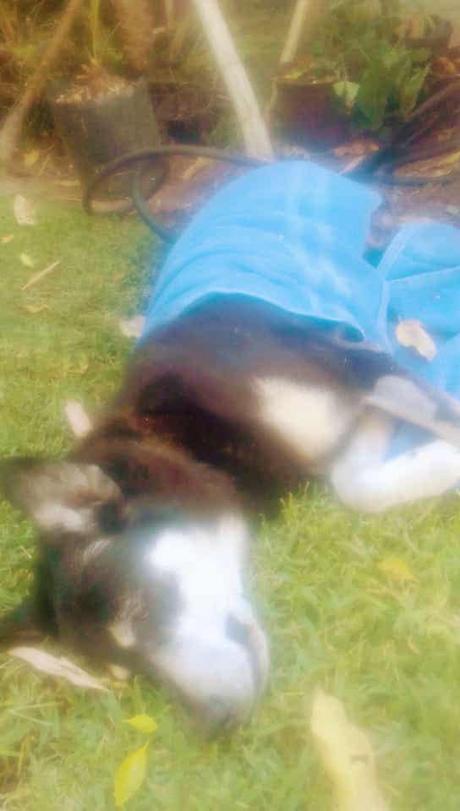 (Video) Atropellan intencionalmente a perro comunitario en Villa Magna