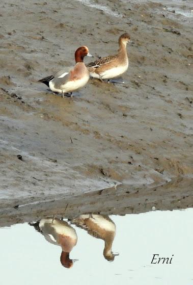 SILBÓN EUROPEO (Anas penelope), PROTAGONISTA POR DERECHO PROPIO