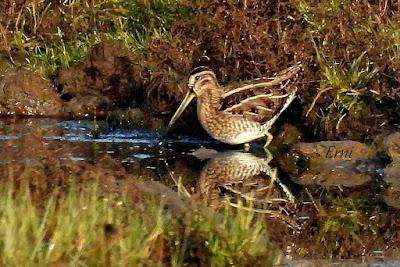 SILBÓN EUROPEO (Anas penelope), PROTAGONISTA POR DERECHO PROPIO