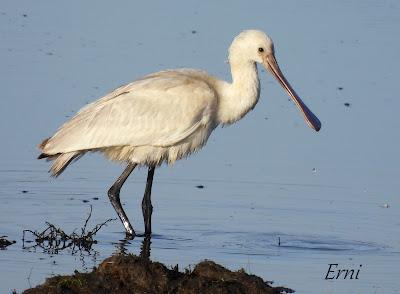 SILBÓN EUROPEO (Anas penelope), PROTAGONISTA POR DERECHO PROPIO