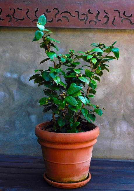 Camelia 2022 Camelia 2022