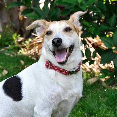 Happy Walkies. Accesorios para perros y gatos Happy Walkies. Accesorios para perros y gatos