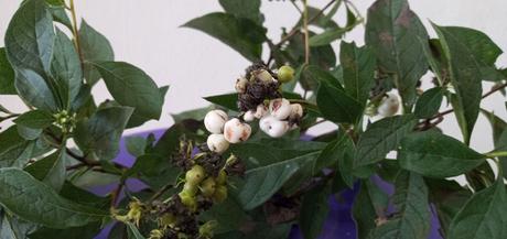 Remedios caseros gastritis y colitis Remedios caseros gastritis y colitis