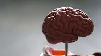 Vinculan el procesamiento químico del Cerebro con el Autismo