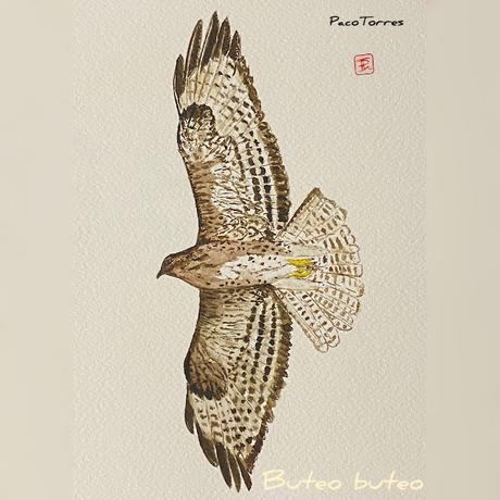 Dibujillo de un aligot