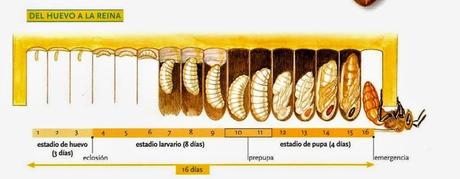 Ciclo biológico de los integrantes de la colmena - Life history of the members of the hive.