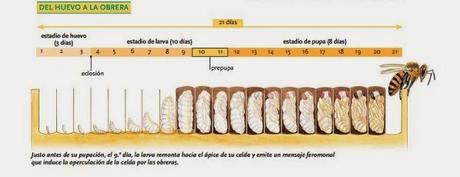 Ciclo biológico de los integrantes de la colmena - Life history of the members of the hive.