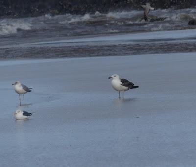 Gaviotas de enero Gaviotas de enero