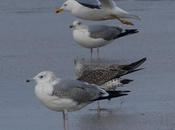 Gaviotas enero