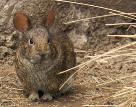 Teporingo: el conejo mexicano en peligro de extinción