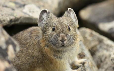 Teporingo: el conejo mexicano en peligro de extinción