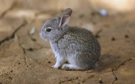 Teporingo: el conejo mexicano en peligro de extinción