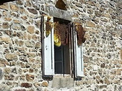 ENJAMBRE EN EXTRAÑOS LUGARES - SWARN IN STRANGE PLACES.