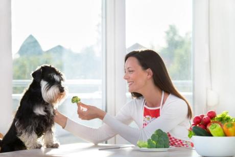 ¿Es cierto que puede un perro ser vegano?