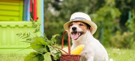 ¿Es cierto que puede un perro ser vegano? 15