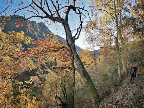 Bosque de Moñacos (Circular hasta la Majada Felguerina)