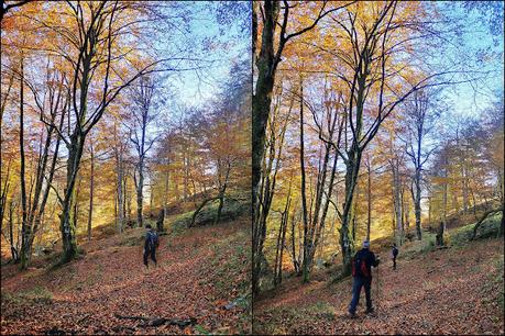 Bosque de Moñacos (Circular hasta la Majada Felguerina)