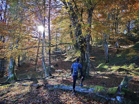 Bosque de Moñacos (Circular hasta la Majada Felguerina) Bosque de Moñacos (Circular hasta la Majada Felguerina)