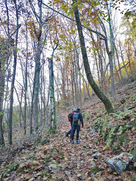 Bosque de Moñacos (Circular hasta la Majada Felguerina)