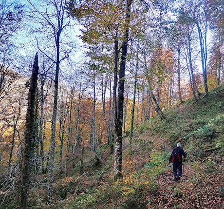 Bosque de Moñacos (Circular hasta la Majada Felguerina)