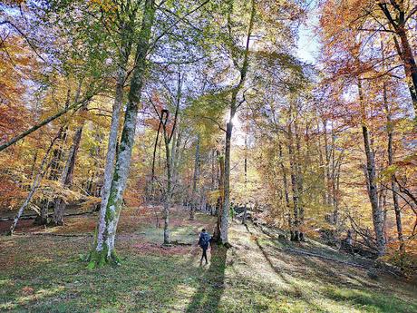 Bosque de Moñacos (Circular hasta la Majada Felguerina) Bosque de Moñacos (Circular hasta la Majada Felguerina)