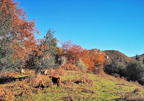 Bosque de Moñacos (Circular hasta la Majada Felguerina)