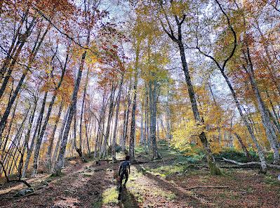 Bosque de Moñacos (Circular hasta la Majada Felguerina)