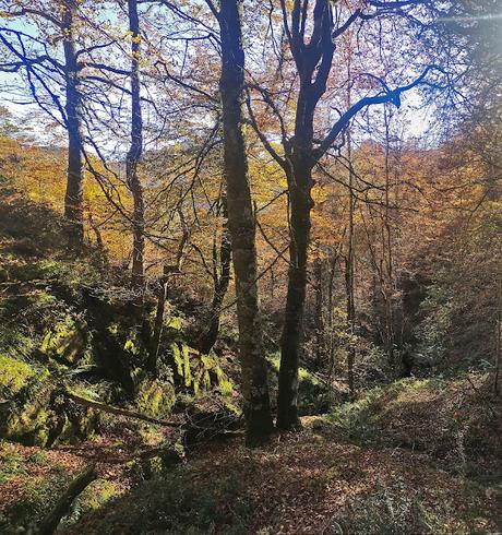 Bosque de Moñacos (Circular hasta la Majada Felguerina)