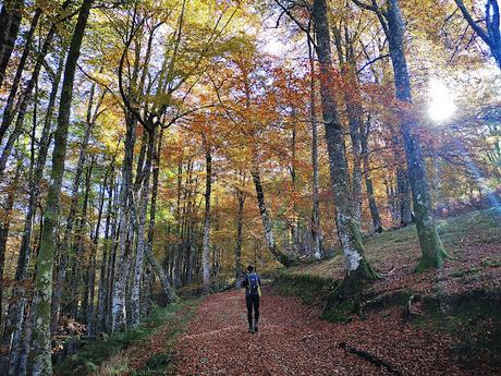 Bosque de Moñacos (Circular hasta la Majada Felguerina)