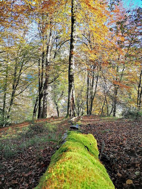 Bosque de Moñacos (Circular hasta la Majada Felguerina)