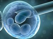 desincronización entre maduración nuclear citoplasmática óvulos humanos puede perjudicar futuro embriones