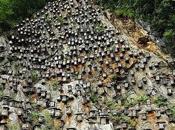 Imágenes espectaculares apicultura china spectacular images beekeeping.