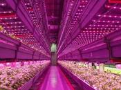 futuro cultivo flores