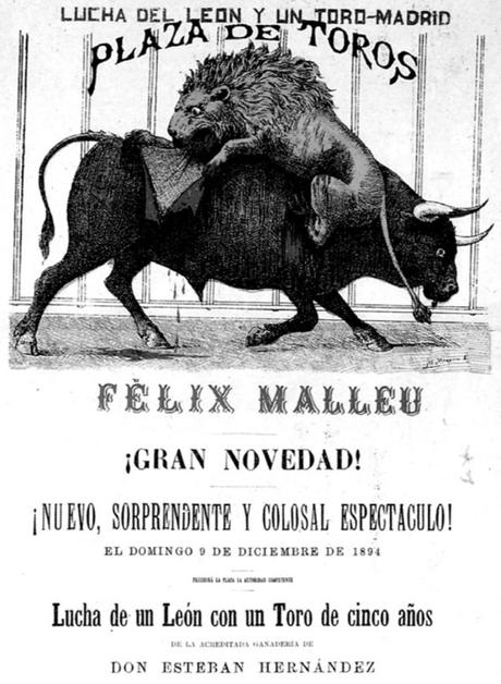 1896:lucha de toro y león en la Plaza de Toros de Santander