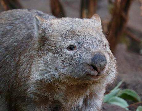 8 curiosidades de los wombats