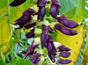 Mucuna Pruriens Propiedades