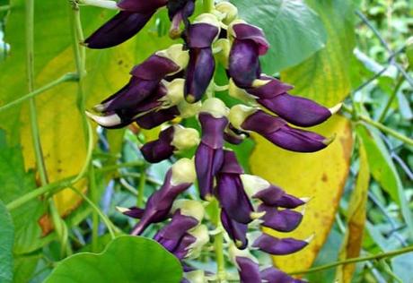 La Mucuna Pruriens y sus Propiedades