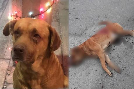 Apuñalan a muerte a perro en Villas de Jacarandas