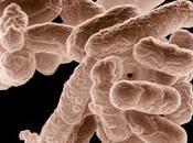 inmunoterapia prevención infecciones crónicas