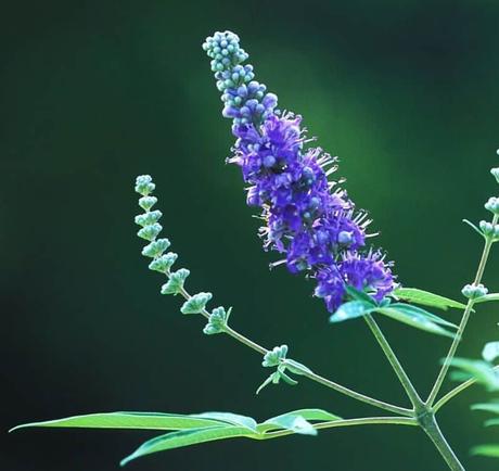 sauzgatillo propiedades