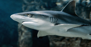 Los científicos sugieren que la mala visión es la causa de algunas mordeduras de tiburón.