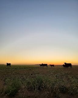 Escapada de Campo y Playa por el sudeste de la Provincia de Buenos Aires