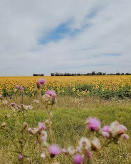 Escapada de Campo y Playa por el sudeste de la Provincia de Buenos Aires