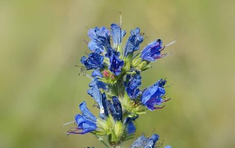 Viborera, antiguo remedio para la picadura de serpiente 1