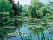 cuidados plantas jardin: Colibríes Picaflores jardín