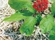 Fitoterapia, plantas medicinales energía