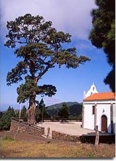 El Pino de la Virgen de El Paso, La Palma