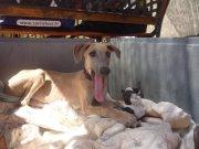 PLUTO, galguito de 5 meses en adopción - Arca Noe Córdoba.